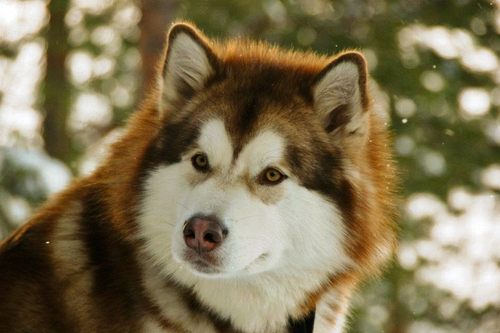 alaskan malamute....