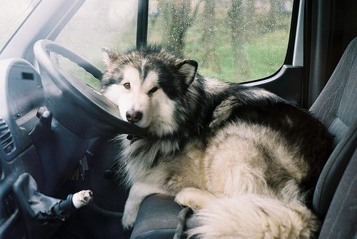 alaskan malamute....