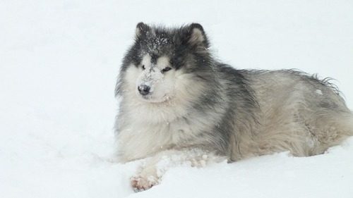 alaskan malamute....