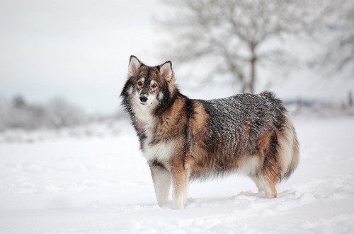 alaskan malamute....