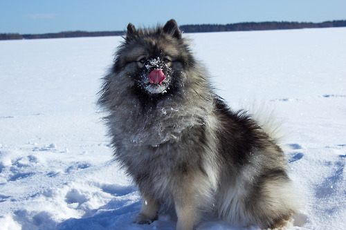 alaskan malamute....
