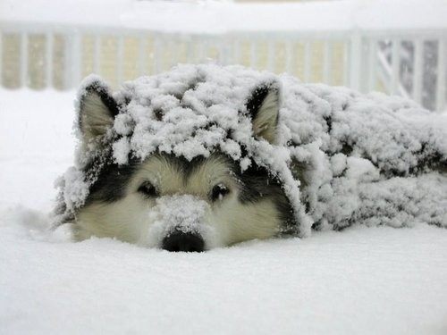 alaskan malamute....