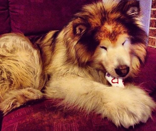 alaskan malamute....