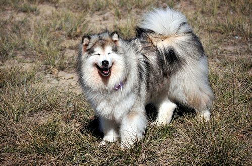 alaskan malamute....