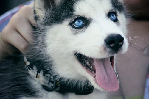 alaskan malamute....