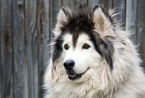 alaskan malamute....