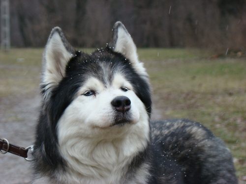 alaskan malamute....