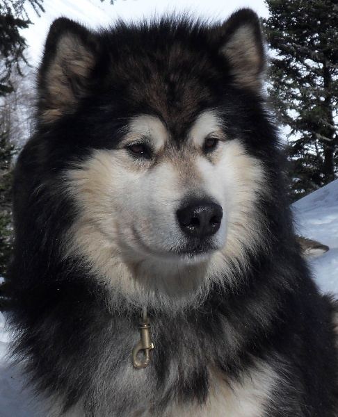 alaskan malamute....