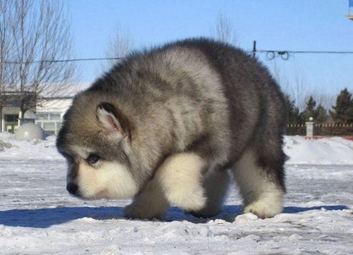 alaskan malamute....