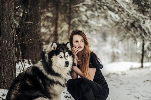 alaskan malamute....