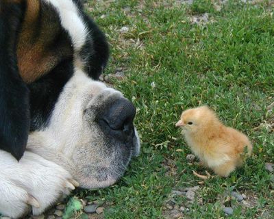 st. bernard...