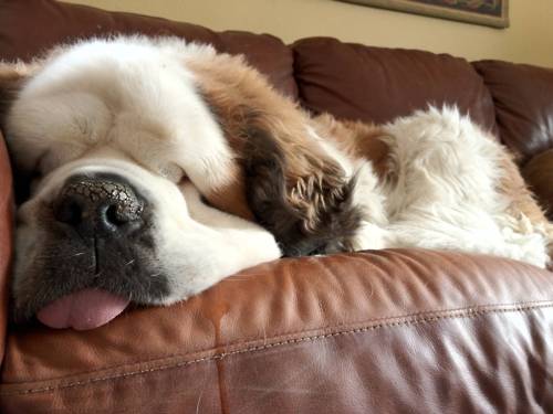 st. bernard...