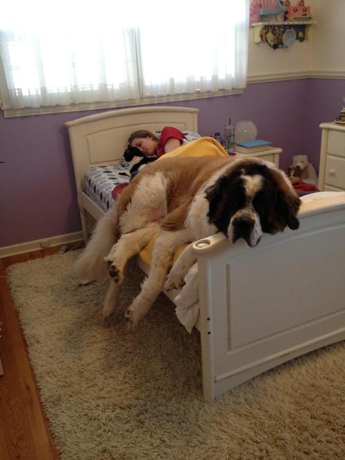 st. bernard...