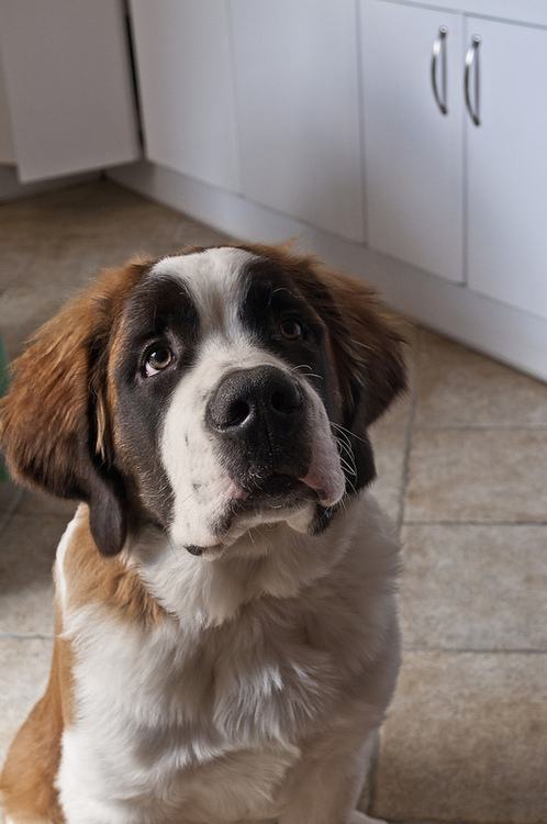 st. bernard...