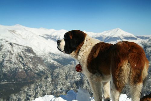 st. bernard...
