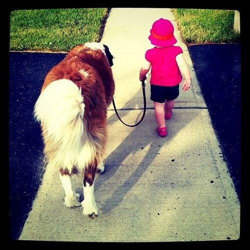 st. bernard...