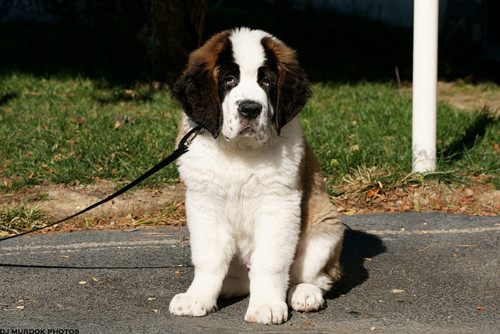 st. bernard...