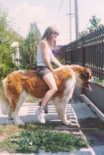 st. bernard...