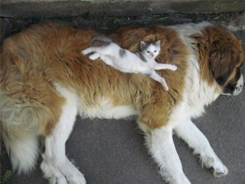 st. bernard...