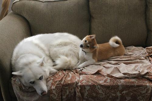 ซามอยด์ (Samoyed)