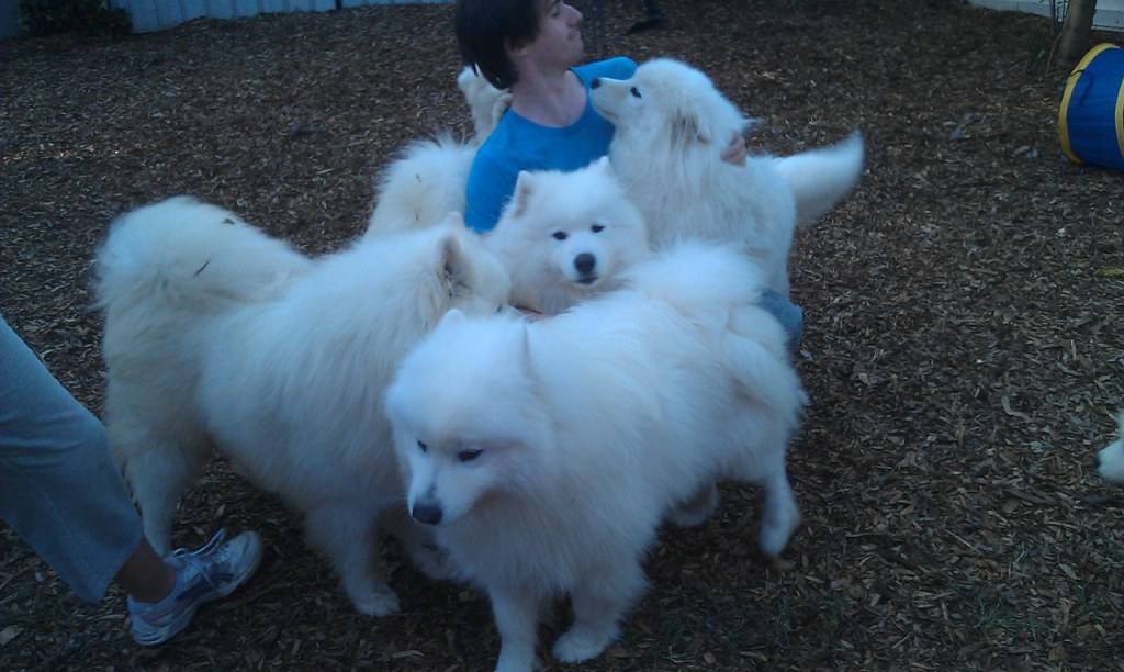 ซามอยด์ (Samoyed)