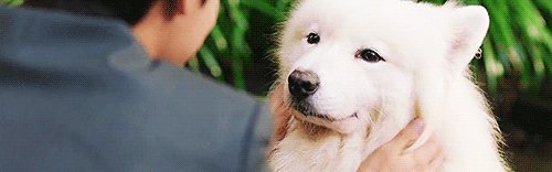 ซามอยด์ (Samoyed)