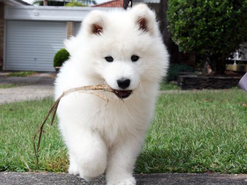 ซามอยด์ (Samoyed)