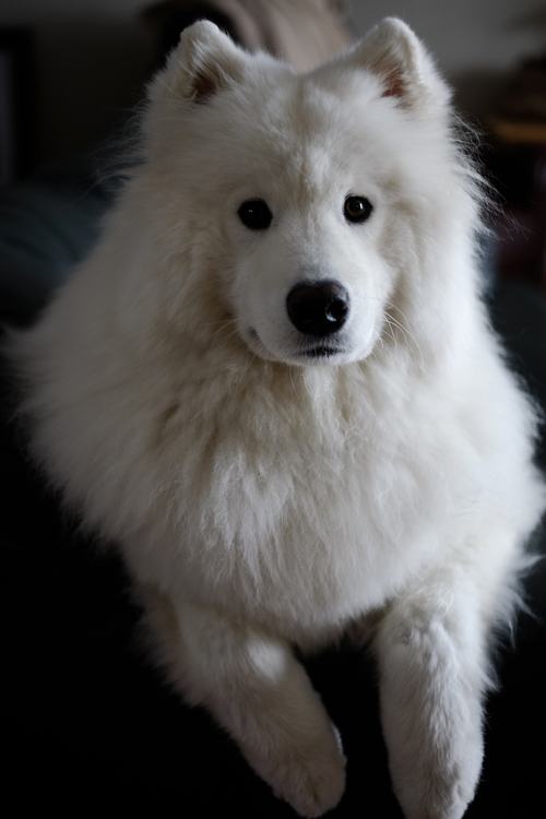 ซามอยด์ (Samoyed)