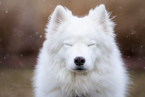 ซามอยด์ (Samoyed)