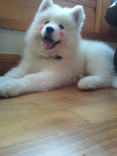 ซามอยด์ (Samoyed)