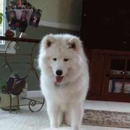 ซามอยด์ (Samoyed)