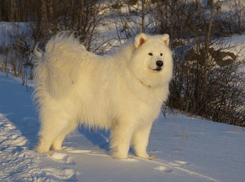 ซามอยด์ (Samoyed)