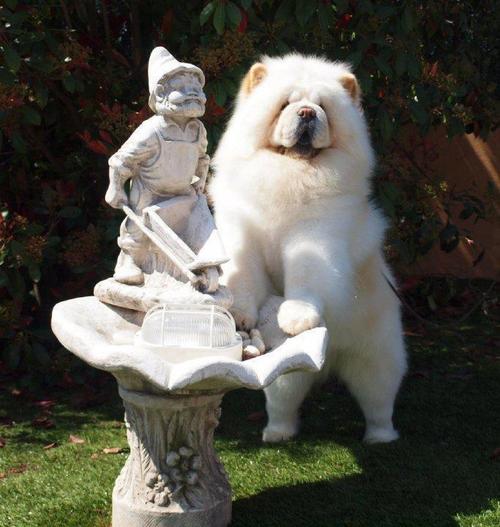 เชาว์ เชาว์ Chow Chow.....