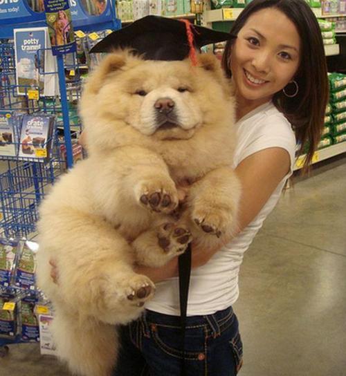 เชาว์ เชาว์ Chow Chow.....