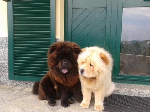 เชาว์ เชาว์ Chow Chow.....