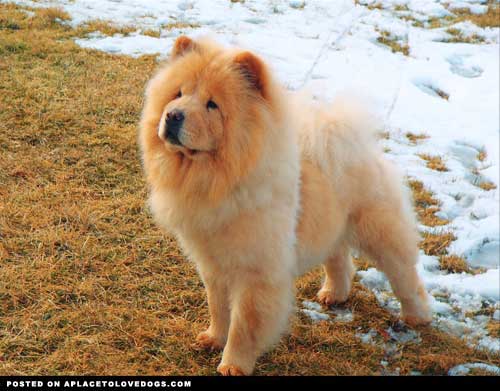 เชาว์ เชาว์ Chow Chow.....
