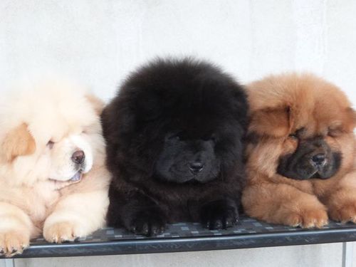 เชาว์ เชาว์ Chow Chow.....
