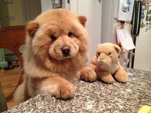 เชาว์ เชาว์ Chow Chow.....