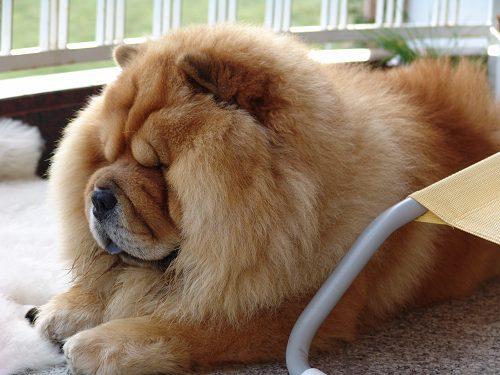 เชาว์ เชาว์ Chow Chow.....