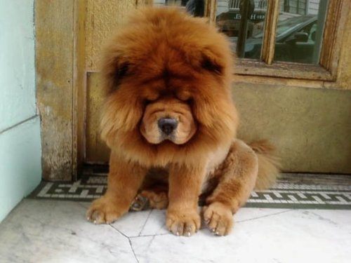เชาว์ เชาว์ Chow Chow.....