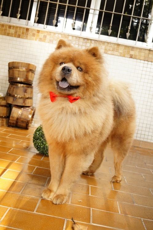 เชาว์ เชาว์ Chow Chow.....