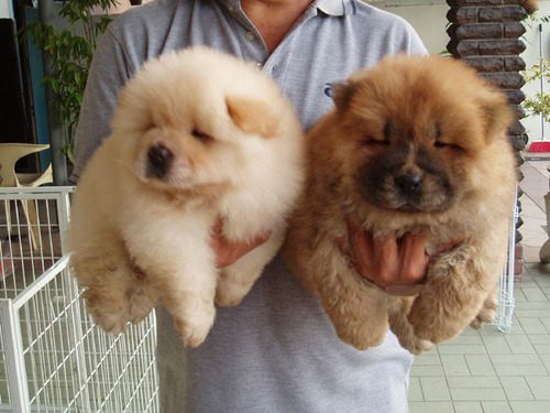 เชาว์ เชาว์ Chow Chow.....