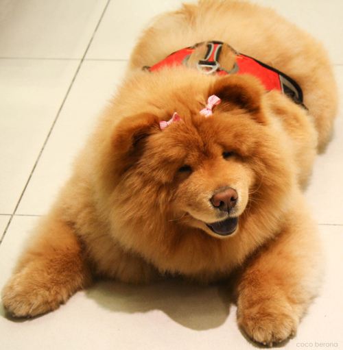 เชาว์ เชาว์ Chow Chow.....