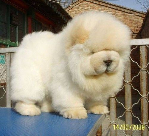 เชาว์ เชาว์ Chow Chow.....