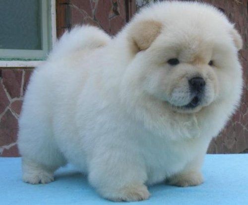เชาว์ เชาว์ Chow Chow.....