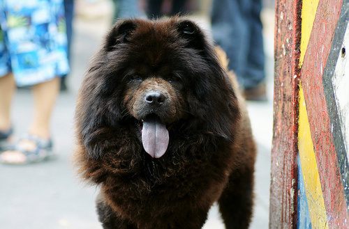 เชาว์ เชาว์ Chow Chow.....