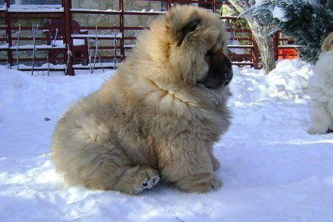 เชาว์ เชาว์ Chow Chow.....