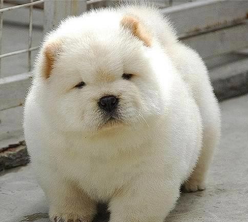 เชาว์ เชาว์ Chow Chow.....