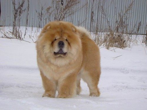 เชาว์ เชาว์ Chow Chow.....