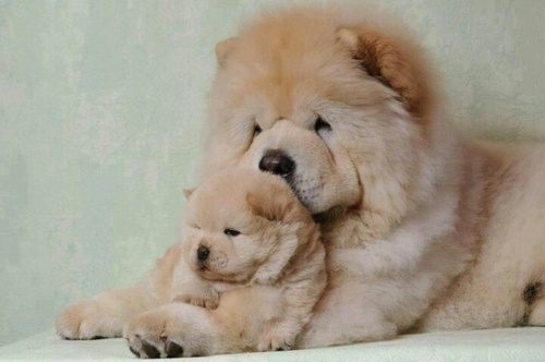 เชาว์ เชาว์ Chow Chow.....